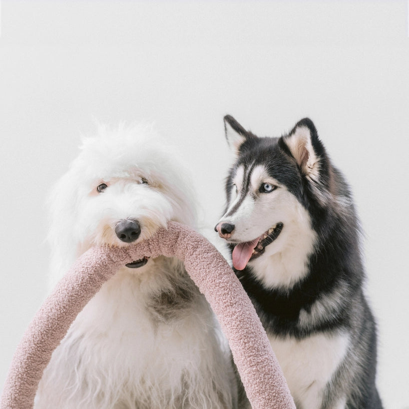 O Nou Oversized Enrichment Dog Toy