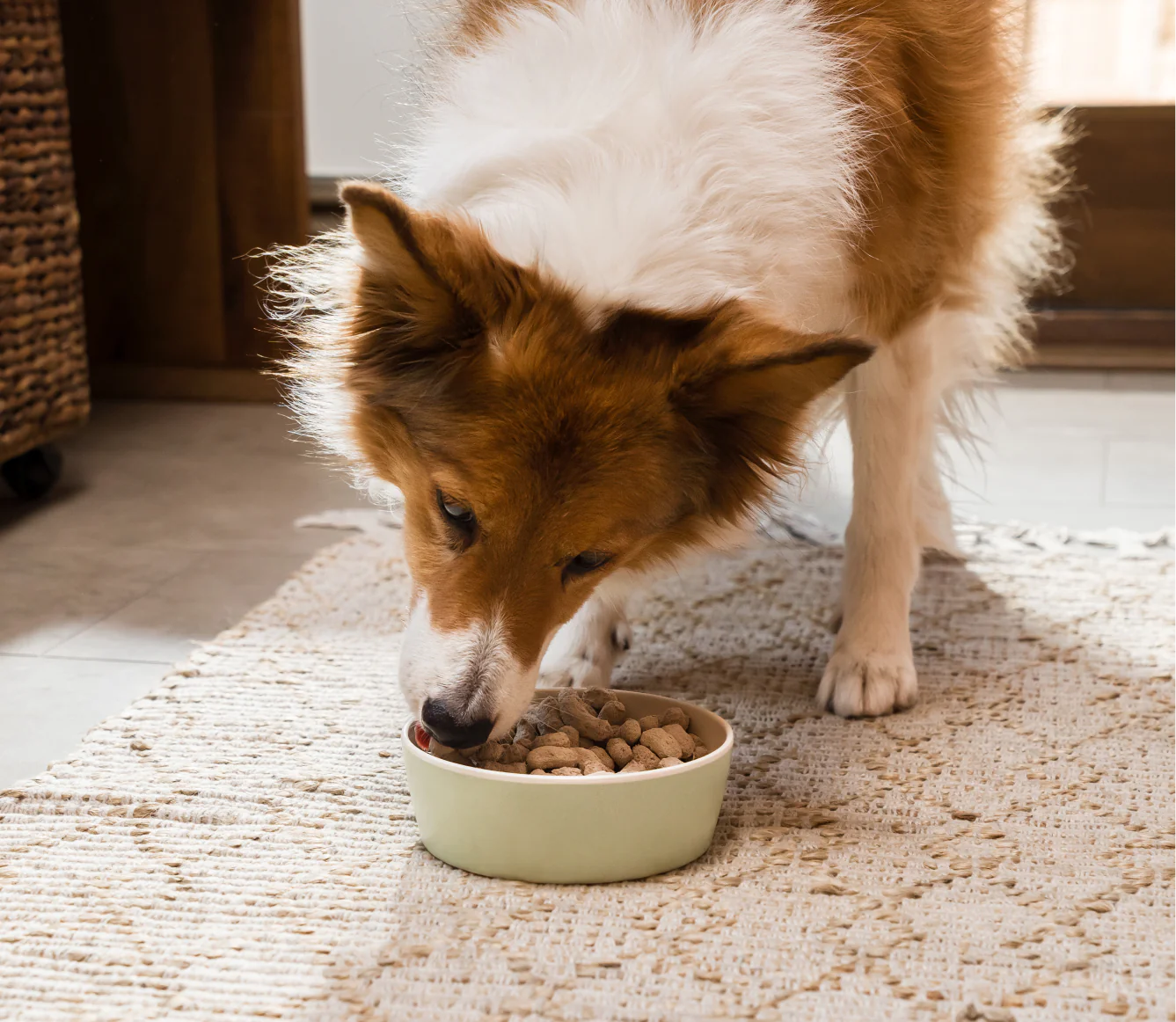 Open Farm Goodbowl Freeze Dried Raw Morsels, Wild-Caught Salmon